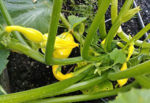 garden bounty