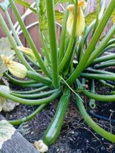 garden bounty