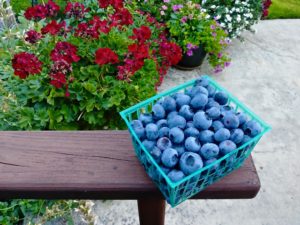 Blueberries