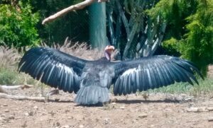 San Diego Zoo