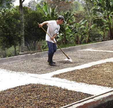 Drying beans