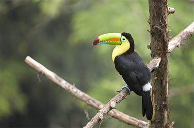 Toucan