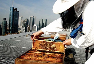 Beekeeper at Jumeirah Frankfurt © JUMEIRAH