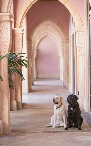 Boca Raton Resort’s canine ambassadors Waddie (left) and Hays (right) © BOCA RATON RESORT