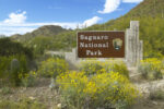 Saguaro National Park