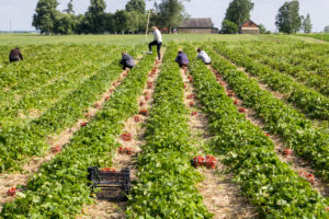 Strawberry fields