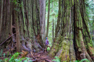 Jedediah Smith Redwoods State Park