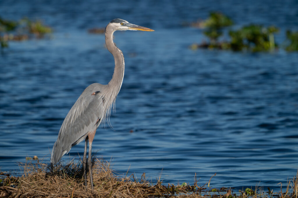 heron