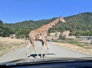 Wildlife Safari