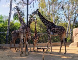 San Diego Zoo