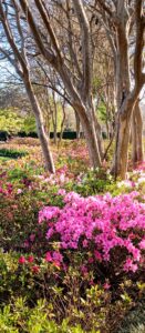 Dallas Arboretum