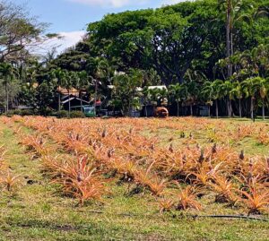 Maui Tropical Plantation