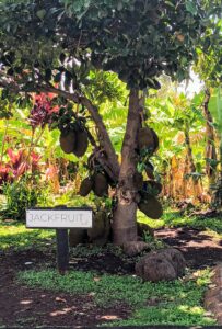 Maui Tropical Plantation