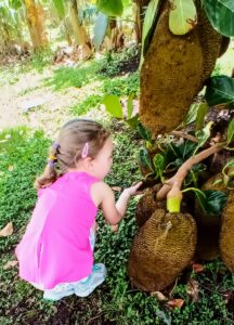 Maui Tropical Plantation