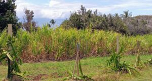 Maui Tropical Plantation