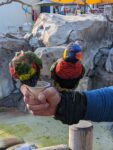 lorikeets